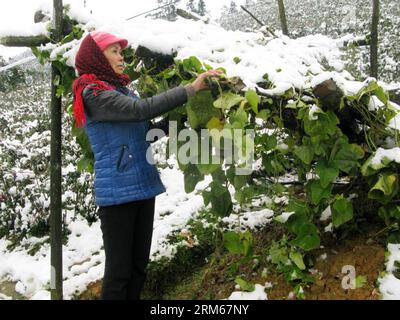 HANOI, Dec. 16, 2013 (Xinhua) -- A woman removes snow on vegetables in Sa Pa county of Vietnam s northern Lao Cai province, some 250 km northwest of capital Hanoi, Dec. 16, 2013. According to statistics from Sa Pa Department of Agriculture and Rural Development, over 200 hectares of vegetables and flowers were destroyed by heavy snowfall in the past two days. (Xinhua/VNA) VIETNAM-LAO CAI-SA PA-SNOWFALL PUBLICATIONxNOTxINxCHN   Hanoi DEC 16 2013 XINHUA a Woman removes Snow ON Vegetables in Sat PA County of Vietnam S Northern LAO Cai Province Some 250 km Northwest of Capital Hanoi DEC 16 2013 Ac Stock Photo