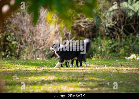 Gruppe von Hunden, die im Park auf dem Gras herumspielen Stockfoto