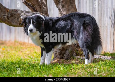 Border Collie Welpe steht im Garten neben dem Baum Stockfoto