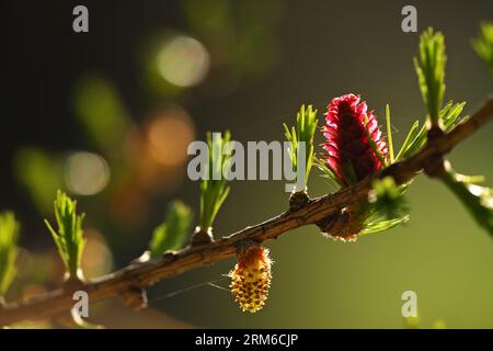 ISERE (38). PARC NATUREL DU VERCORS. FLEUR DE MELEZE Stockfoto