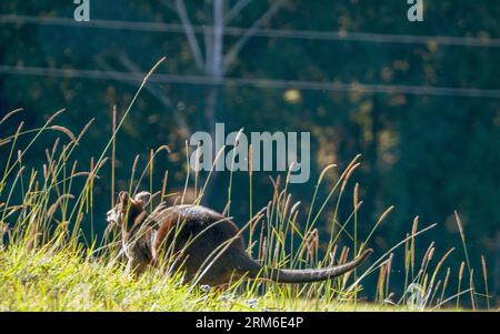 Ein Wallaby, das wegspringt, australische einheimische Tiere Stockfoto