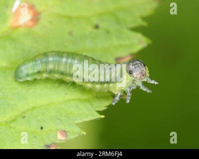 Sawfly-Larve, möglicherweise Cimbicidae Stockfoto