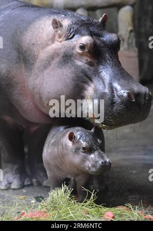 (140123) -- ÜRÜMQI, 22. Januar 2014 (Xinhua) -- Hippopotamus Ning Ning wohnt mit seinem Neugeborenen im Tianshan Wildlife Zoo in Ürümqi, der Hauptstadt der autonomen Region Xinjiang Uygur im Nordwesten Chinas, 22. Januar 2014. Ning Ning, der acht Jahre alt ist, hat am 28. Dezember 2013 ein weibliches Nilpferd zur Welt gebracht. Fast drei Jahrzehnte vor der Geburt des kleinen Nilpferds gab es in Xinjiang keine erfolgreichen Zuchtfälle großer Wildtiere. Das Baby-Nilpferd trifft sich am 28. Januar. (Xinhua/Wang Fei) (lmm) CHINA-XINJIANG-URUMQI-ZOO-HIPPOPOTAMUS-CHILDBIRTH (CN) PUBLICATIONxNOTxINxCHN Stockfoto