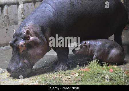 (140123) -- ÜRÜMQI, 22. Januar 2014 (Xinhua) -- Hippopotamus Ning Ning wohnt mit seinem Neugeborenen im Tianshan Wildlife Zoo in Ürümqi, der Hauptstadt der autonomen Region Xinjiang Uygur im Nordwesten Chinas, 22. Januar 2014. Ning Ning, der acht Jahre alt ist, hat am 28. Dezember 2013 ein weibliches Nilpferd zur Welt gebracht. Fast drei Jahrzehnte vor der Geburt des kleinen Nilpferds gab es in Xinjiang keine erfolgreichen Zuchtfälle großer Wildtiere. Das Baby-Nilpferd trifft sich am 28. Januar. (Xinhua/Wang Fei) (lmm) CHINA-XINJIANG-URUMQI-ZOO-HIPPOPOTAMUS-CHILDBIRTH (CN) PUBLICATIONxNOTxINxCHN Stockfoto