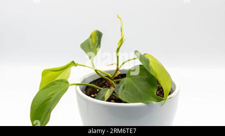 Nahaufnahme einer herzförmigen Blattspillodendron brasil-Variegated Potted plant auf weißem isoliertem Hintergrund Stockfoto