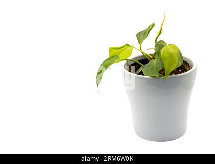 Philodendron Brasilien Herzform lässt Pflanze in einem weißen Keramiktopf mit Kopierraum. Stockfoto