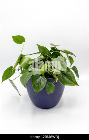 Philodendron Brasil Green verlässt Zimmerpflanze in einem dekorativen Keramiktopf auf weißem isoliertem Hintergrund Stockfoto