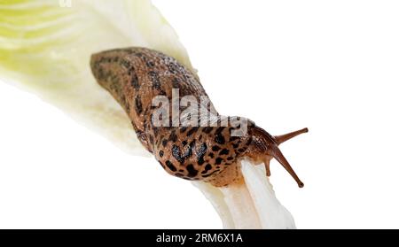 LiMax maximus vor weißem Hintergrund Stockfoto