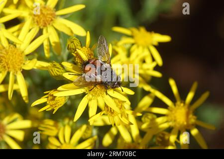 Tachinidenfliege Peleteria rubescens, Familie Tachinidae. Uber die Blüten von Ragkraut (Senecio jacobaea), Familie Asteraceae oder Compositae. Sommer, holländischer Garten. Stockfoto