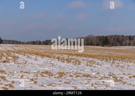 Trockene, scharfe Stoppeln aus der Maisernte, landwirtschaftliches Feld in der Wintersaison bei sonnigem Wetter Stockfoto
