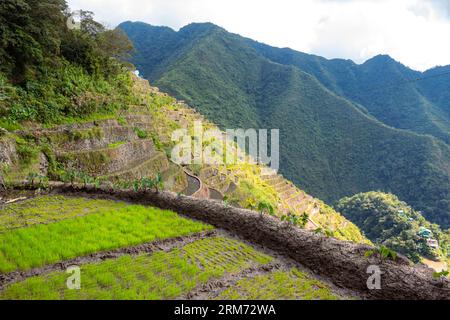 Grüner Reis auf Reisterrassen auf den Philippinen. Rice Paddies Valley in Batad, Philippinen. Horizontales Bild mit Kopierraum für Text Stockfoto