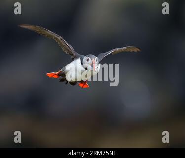 Puffin im Flug mit Sandaalen im Schnabel Eastfjords, Island Stockfoto