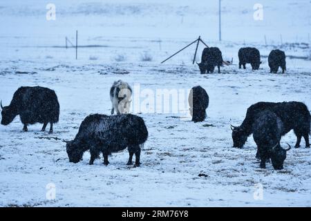 (140216) -- DARI, Feb. 16, 2014 (Xinhua) -- Yaks eat on a snow-covered pasture in Dari County of Tibetan Autonomous Prefecture of Golog, northwest China s Qinghai Province, Feb. 16, 2014. Snow fell in most parts of Qinghai on Sunday. (Xinhua/Wu Gang) (hdt) CHINA-QINGHAI-SNOWFALL (CN) PUBLICATIONxNOTxINxCHN   Feb 16 2014 XINHUA Yaks Eat ON a Snow Covered Pasture in  County of Tibetan Autonomous Prefecture of Golog Northwest China S Qinghai Province Feb 16 2014 Snow Fur in Most Parts of Qinghai ON Sunday XINHUA Wu Monitoring HDT China Qinghai snowfall CN PUBLICATIONxNOTxINxCHN Stock Photo