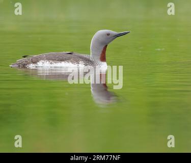 Rotkammertaucher, Rotkammertaucher, Schwimmen am Pool mit Reflexen Stockfoto