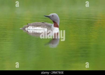 Rotkammertaucher, Rotkammertaucher, Schwimmen am Pool mit Reflexen Stockfoto