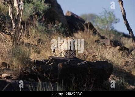 Panthera pardus pardus ist die nominierte Unterart des Leoparden, die in vielen Ländern Afrikas beheimatet ist. Stockfoto
