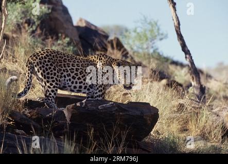 Panthera pardus pardus ist die nominierte Unterart des Leoparden, die in vielen Ländern Afrikas beheimatet ist. Stockfoto