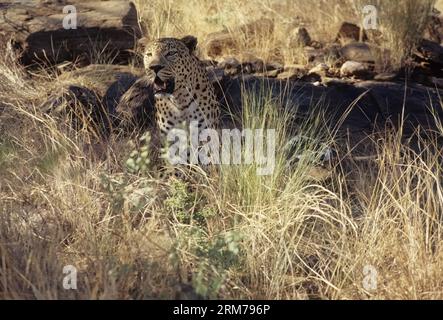 Panthera pardus pardus ist die nominierte Unterart des Leoparden, die in vielen Ländern Afrikas beheimatet ist. Stockfoto