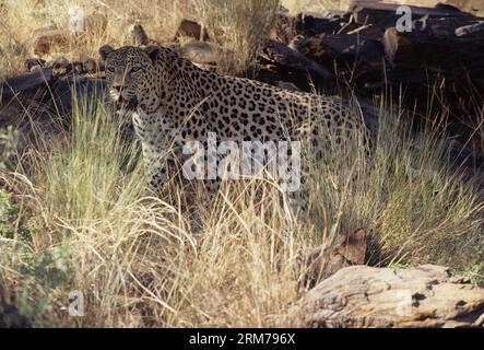 Panthera pardus pardus ist die nominierte Unterart des Leoparden, die in vielen Ländern Afrikas beheimatet ist. Stockfoto