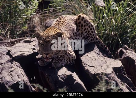 Panthera pardus pardus ist die nominierte Unterart des Leoparden, die in vielen Ländern Afrikas beheimatet ist. Stockfoto