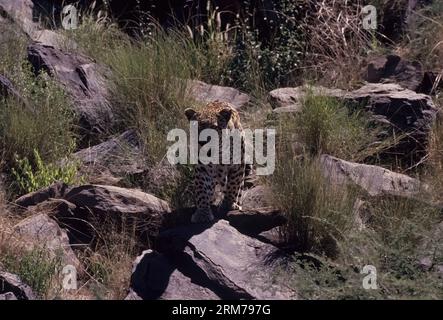 Panthera pardus pardus ist die nominierte Unterart des Leoparden, die in vielen Ländern Afrikas beheimatet ist. Stockfoto