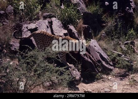 Panthera pardus pardus ist die nominierte Unterart des Leoparden, die in vielen Ländern Afrikas beheimatet ist. Stockfoto