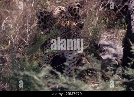 Panthera pardus pardus ist die nominierte Unterart des Leoparden, die in vielen Ländern Afrikas beheimatet ist. Stockfoto