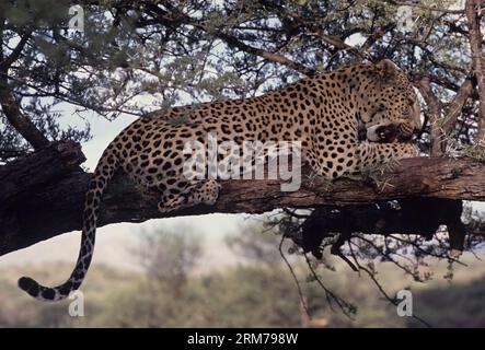 Panthera pardus pardus ist die nominierte Unterart des Leoparden, die in vielen Ländern Afrikas beheimatet ist. Stockfoto