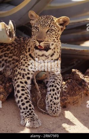 Panthera pardus pardus ist die nominierte Unterart des Leoparden, die in vielen Ländern Afrikas beheimatet ist. Stockfoto