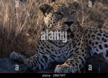 Panthera pardus pardus ist die nominierte Unterart des Leoparden, die in vielen Ländern Afrikas beheimatet ist. Stockfoto