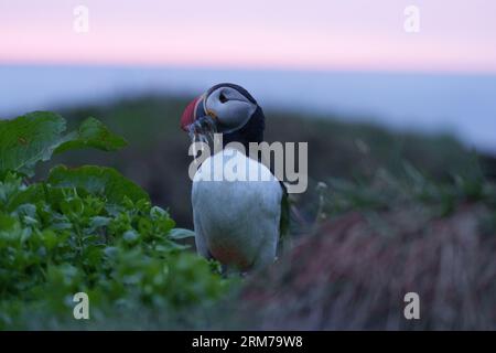 Puffin mit Sandaalen im Schnabel, Eastfjorde, Island Stockfoto