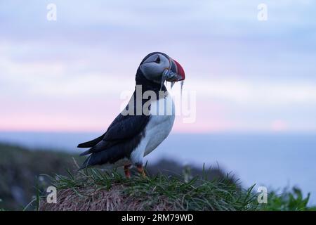 Puffin mit Sandaalen im Schnabel, Eastfjorde, Island Stockfoto