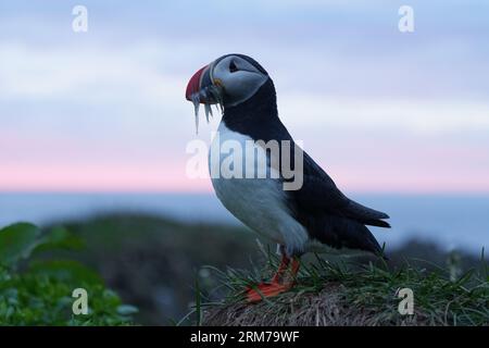 Puffin mit Sandaalen im Schnabel, Eastfjorde, Island Stockfoto