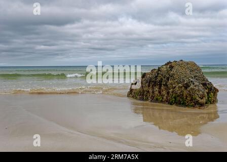 Ein Barnakel und Algen bedeckter Felsvorsprung, der bei Ebbe am Garry Beach in den Inneren Hebriden unter dunklem Regen und bedrohlichen Wolken ausgesetzt ist. Stockfoto