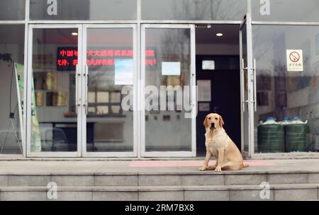 Dog Nighty sitzt vor dem Trainingszentrum in Dalian, Provinz Liaoning im Nordosten Chinas, 22. Februar 2014. Das China Guide Dog Training Center, das im Mai 2005 gegründet wurde, ist die erste Non-Profit-Organisation für die Ausbildung von Augenhunden in China. Siebenundsechzig Hunde haben ihren Abschluss gemacht und für Blinde gearbeitet. Vierundfünfzig Hunde werden von 22 Mitarbeitern geschult und weitere 35 Welpen werden hier gefördert. Das Sehen von Hunden ist ein zeitraubendes und kostenintensives System, daher kämpft die gemeinnützige Organisation in Schwierigkeiten. Viele Trainer haben ihren Job aufgegeben, weil sie nicht mehr arbeiten Stockfoto