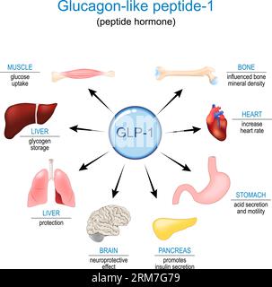 GLP-1. Glucagon-like Peptide-1 zur Appetitregulierung, Gewichtsreduktion und Diabetesbehandlung. Peptidhormonfunktionen und Wirkungen auf das Innere des Menschen Stock Vektor