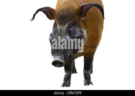 Zwei männliche Bürstenohren oder Flussschwein (Potamochoerus porcus) Stockfoto