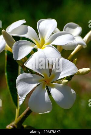 Nahaufnahme der weißen und gelben Blüten des duftenden Frangipani-Strauchs Plumeria obtusa im frühen Herbst im Garten in Queensland, Australien. Stockfoto