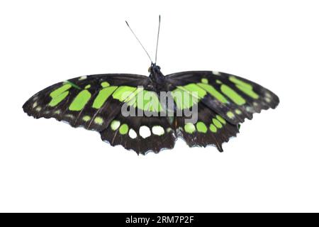 Der seltene Bambusblatt oder dido Longwing (Philaethria dido) ist ein Schmetterling aus der Familie der Nymphalidae Stockfoto