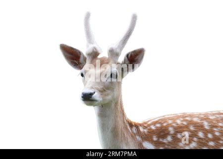Porträtaufnahme eines Damhirschbullen (Dama dama) Stockfoto