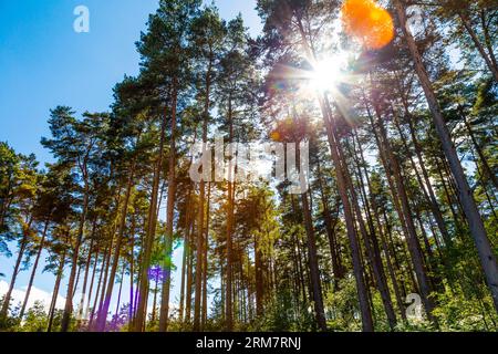 Bäume mit Sonnenstrahlen in Bourne Woods, Surrey Hills, England Stockfoto