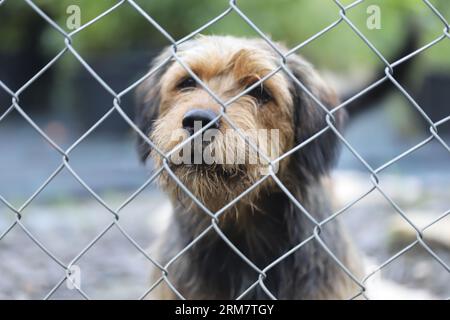 Trauriger Hund im Käfig Stockfoto