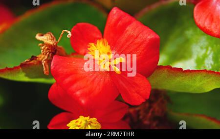 Begonia, Zierpflanze im Topf auf dem Balkon Stockfoto