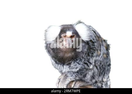 Gemeinsame Marmosetten (Callithrix jaccus geführt), eine kleine Primas von Brasilien Stockfoto