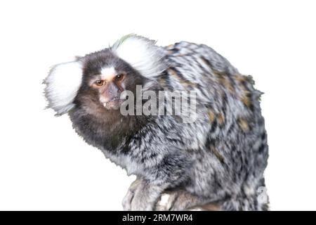 Gemeinsame Marmosetten (Callithrix jaccus geführt), eine kleine Primas von Brasilien Stockfoto