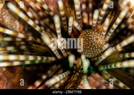 Doppeldornurchin, Echinothrix calamaris, Tauchplatz Sedam, Seraya, Karangasem, Bali, Indonesien Stockfoto