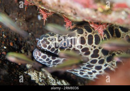 Junges Schwarzfleckenmaultier, Gymnothorax favagineus, mit tanzenden Garnelen, Rhynchocinetes durbanensis, mit kleinen Fischen im Vordergrund, Nachttauchen, Tauchen Stockfoto