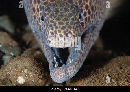 Juvenile Blackspotted Moray, Gymnothorax favagineus, mit offenem Mund, mit Zähnen, Nachttauchen, Scuba Seraya House Reef Tauchplatz, Seraya, Karangasem, Stockfoto