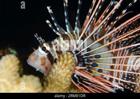 Spotfin Lionfish, Pterois antennata, Nachttauchen, Scuba Seraya House Reef Tauchplatz, Seraya, Karangasem, Bali, Indonesien Stockfoto