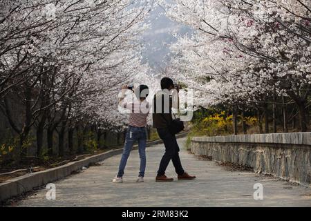 (140326) -- BINZHOU, March 26, 2014 (Xinhua) -- Tourists take photos of cherry blossoms on the Cherry Mountain in Zouping County of Binzhou City, east China s Shandong Province, March 26, 2014. The beautiful cherry blossoms here attracted many tourists to come outdoors to view the scenery. (Xinhua/Zhang Hongxia) (wyl) CHINA-BINZHOU-CHERRY BLOSSOM (CN) PUBLICATIONxNOTxINxCHN   Binzhou March 26 2014 XINHUA tourists Take Photos of Cherry Blossoms ON The Cherry Mountain in Zouping County of Binzhou City East China S Shan Dong Province March 26 2014 The Beautiful Cherry Blossoms Here attracted MANY Stock Photo